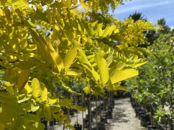 <i>Robinia pseudoacacia</i> 'Frisia' - Image 2