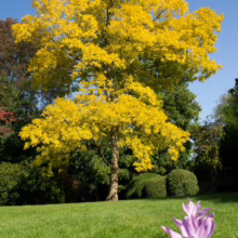 Golden rain tree ablaze with vibrant yellow leaves against a clear blue sky, standing prominently on a lush green lawn with purple autumn crocus in the foreground.