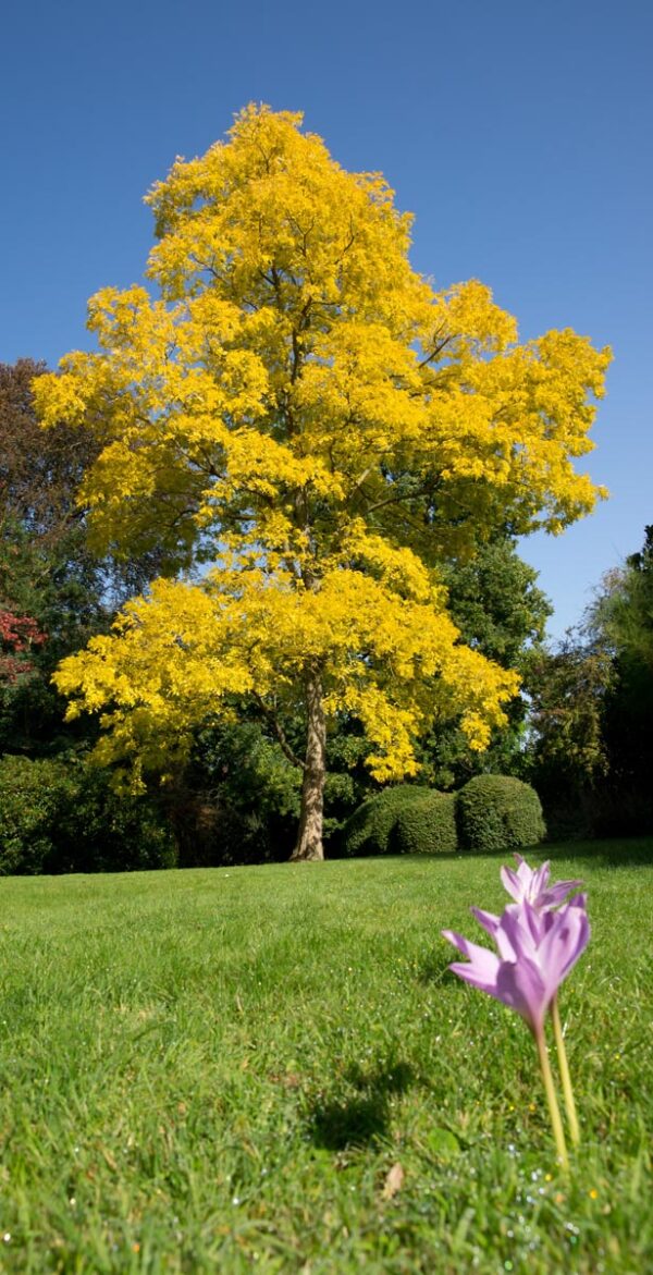 <i>Robinia pseudoacacia</i> 'Frisia' - Image 3