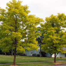 Two golden honey locust trees stand tall on a suburban lawn in front of a light blue house. The trees' vibrant yellow-green foliage contrasts with the green grass and creates a bright, welcoming scene.