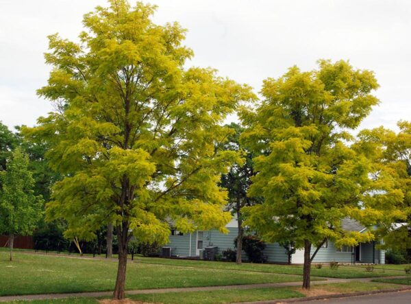 <i>Robinia pseudoacacia</i> 'Frisia' - Image 4