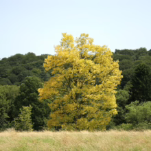 A vibrant yellow tree stands out against a backdrop of lush green forest under a clear sky. The tree is centered in a field of golden grass.