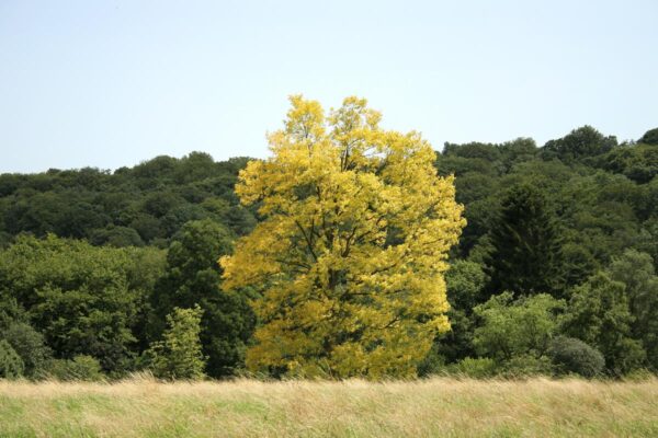 <i>Robinia pseudoacacia</i> 'Frisia' - Image 5