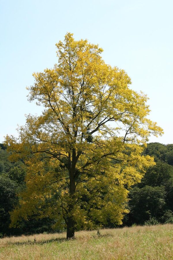 <i>Robinia pseudoacacia</i> 'Frisia'