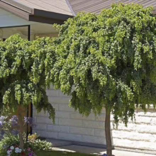 Two weeping standard trees with vibrant green foliage stand gracefully against a light brick wall. Flowers bloom at the base of the smaller tree, adding a touch of color to the landscape.