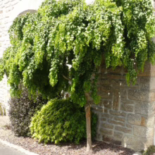 Weeping ginkgo tree, its cascading green foliage gracefully covering a stone wall. The tree is surrounded by mulch and smaller shrubs, creating a lush garden scene.