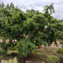 A lush, green Sophora japonica 'Pendula' tree with a weeping form dominates a garden setting. The tree's cascading branches create a dense canopy, contrasting with the surrounding rocks and other plants.