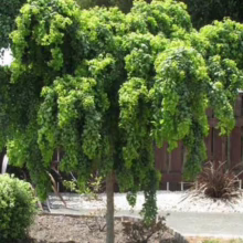 A weeping mulberry tree stands as a garden focal point, its cascading branches draped with lush green leaves, creating a graceful silhouette against a backdrop of a brown fence and garden greenery.