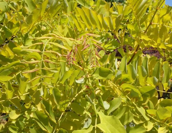<i>Robinia pseudoacacia</i> 'Tropical Splash'