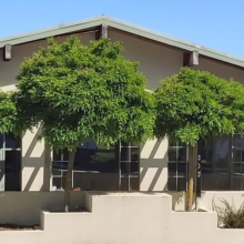 Four neatly trimmed trees line the front of a building with large windows, showcasing a blend of nature and architecture under a clear blue sky.