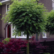 Globe locust tree with a round, dense crown in a residential garden. Red Japanese maple and dark fence add contrasting color. Brick house backdrop.