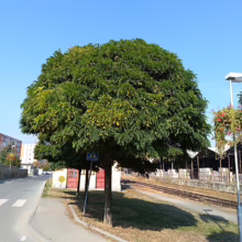 A lush, round tree stands beside a zebra crossing and train tracks under a clear blue sky. A building is visible in the background, and a flower basket hangs from a lamppost.