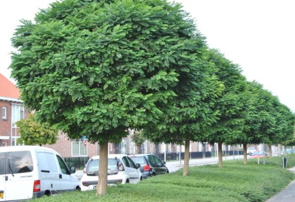 <i>Robinia pseudoacacia</i> 'Umbraculifera' - Image 6