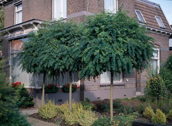 <i>Robinia pseudoacacia</i> 'Umbraculifera' - Image 7