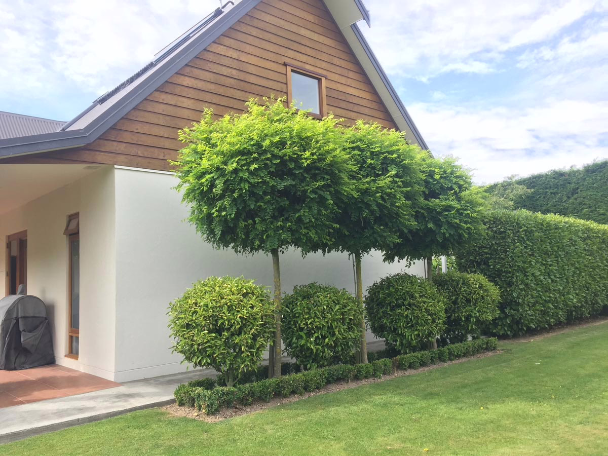Umbraculifera Robinia trees with manicured spherical crowns line a lawn, complemented by round bushes and a trimmed hedge. A modern house stands in the background.