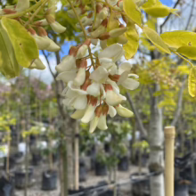 Close-up of fragrant white Black Locust flowers hanging from a tree with golden leaves in a plant nursery setting.