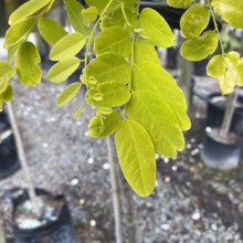 Close-up of golden Honey Locust tree leaves, showcasing their vibrant yellow-green hue. The delicate foliage hangs gracefully, with potted trees in the background, hinting at a nursery setting.