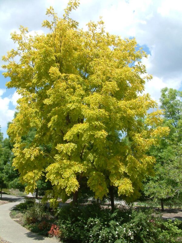 <i>Robinia</i> x <i>ambigua</i> 'Bella's Gold'