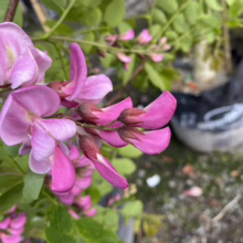 Cluster of vibrant pink Robinia hispida flowers on a branch with green leaves. The blossoms are a deep rose hue, showcasing the beauty of this flowering shrub.