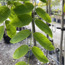 Close-up of a Robinia pseudoacacia tree branch with vibrant green leaves. The compound leaves are illuminated by sunlight, showcasing their delicate veins, with a nursery background.