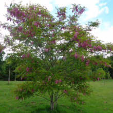 A Locust tree, its branches adorned with vibrant pink flowers, stands prominently in a lush green field under a partly cloudy sky.