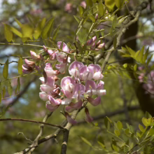 Clusters of pink and white Robinia pseudoacacia flowers bloom on a tree branch, their delicate petals catching the sunlight. Lush green leaves provide a soft backdrop to the blossoms.