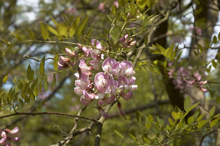 robinia x margaretiae hillieri 2 - Leafland