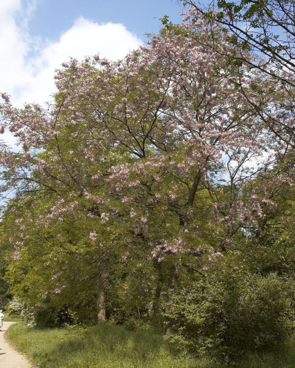 <i>Robinia</i> x <i>margaretiae</i> 'Hillieri'