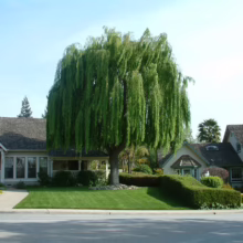 Salix babylonica (Weeping Willow) in a front garden.