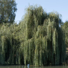 Lush weeping willow tree with long, flowing branches cascading down to the water's edge, creating a serene and picturesque scene. Reflections shimmer on the water, adding depth to the landscape.