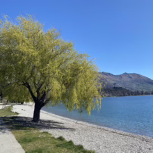 Salix babylonica (Weeping Willow) by a lake.
