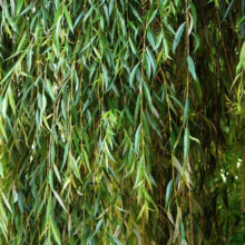 Salix babylonica (Weeping Willow) foliage.