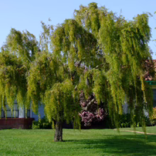 Salix babylonica (Weeping Willow) in a home garden.