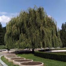 Salix babylonica (Weeping Willow) summer form.