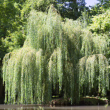 Salix babylonica (Weeping Willow) form.
