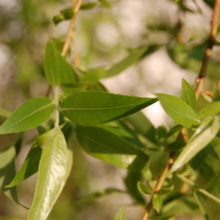 Salix babylonica (Weeping Willow) leaves.
