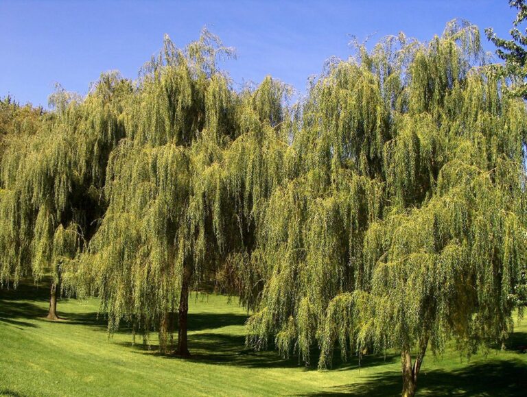 salix babylonica - Leafland
