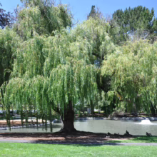 Salix babylonica (Weeping Willow)
