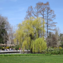 Lush park scene with a vibrant weeping willow tree in full spring foliage. A pond reflects the blue sky, with people strolling along the water's edge in the background.