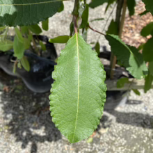 Close-up of a vibrant green Willow leaf, showcasing its textured surface and serrated edges. The leaf is the focal point against a backdrop of other greenery and plant containers.