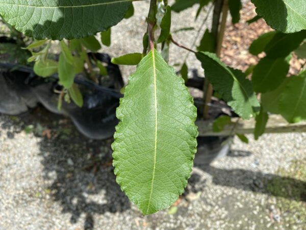 <i>Salix caprea</i> 'Pendula' - Image 3