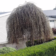 A weeping pussy willow tree, its branches cascading like a waterfall, laden with soft, fuzzy catkins. The tree is surrounded by manicured green hedges, set against a backdrop of white-sided buildings.
