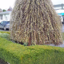 A weeping pussy willow tree in early spring, covered in soft, silvery catkins, stands in a garden next to a neatly trimmed hedge.