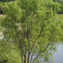 Lush green willow tree with delicate leaves cascading near a tranquil river. Sunlight filters through the branches, creating a serene and natural landscape.
