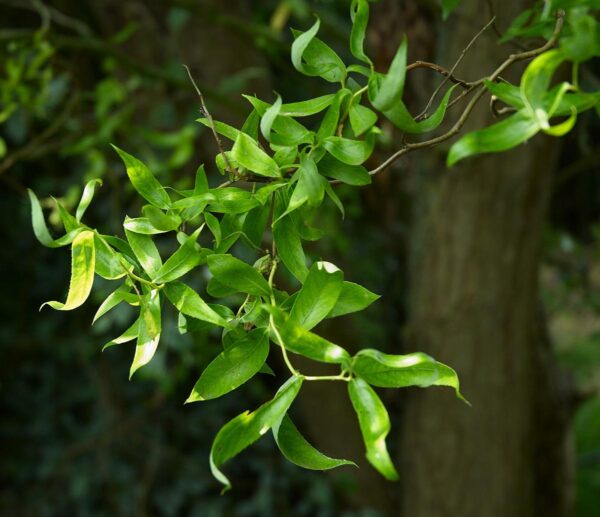 <i>Salix matsudana</i> 'Tortuosa' - Image 3