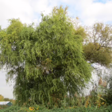 A lush, mature willow tree with cascading green foliage dominates the landscape, perfect for adding shade and beauty to a garden.