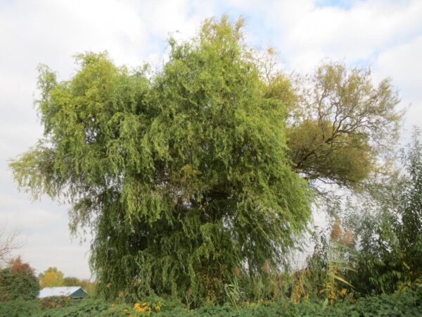 <i>Salix matsudana</i> 'Tortuosa' - Image 4