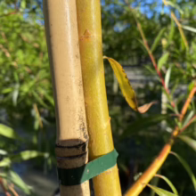 Close-up of a grafted willow tree sapling, showing the light tan rootstock and vibrant yellow scion joined with a green graft union. Willow leaves and a blurred green background complete the scene.
