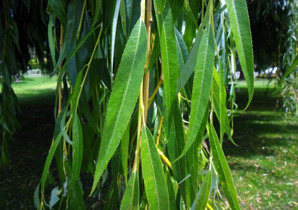 <i>Salix vitellina</i> 'Pendula Aurea' - Image 4