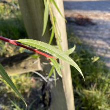 Willow branch with slender green leaves and red stem against a weathered wooden fence. Sunlight filters through, highlighting the leaf texture. A natural, close-up view.